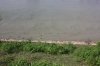 Polluted Yamuna Water