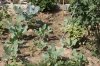 Vegetables at the Ashram