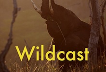 Brought to you by Wildcast