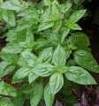 Óleo essencial de ocimum