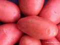 Potatoes