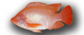 Peixe