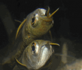 Peixinhos de aquário
