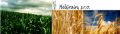 grain