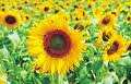 دانه های روغنی