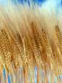 Wheat