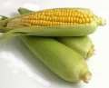 Maize