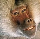 Tomek's Avatar
