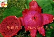 红水晶火龙果；红水晶火龙果苗
