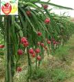 不需/不要人工授粉的火龙果苗