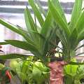 Yucca