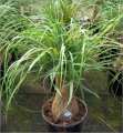 Plantas decorativas