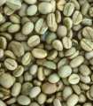 Café não maduro