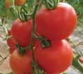 Tomate