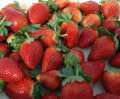 Morango 