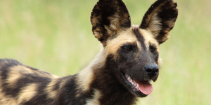 Любопытные факты о животных