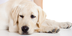 Собака заболела. Как это определить