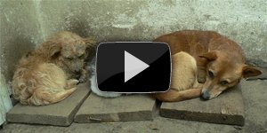 Дорогой Барбос