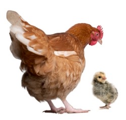 picture of chicken and chick