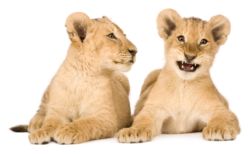 picture of lion cubs