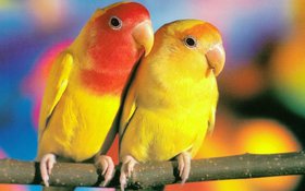 Скидка 10% на попугайчиков.