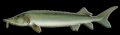 Sturgeon