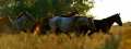 Paarden