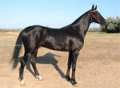 Paardenfokkerij