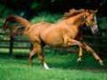 Paarden