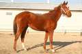 Jonge paarden