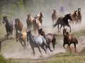 Paarden