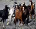 Paarden