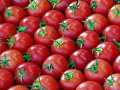 Tomaten
