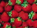 Aardbei