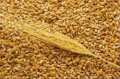 Alimento do trigo