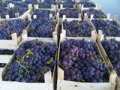 Uvas de mesa