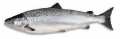 Zalm