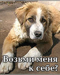 Помогите бездомным животным!
