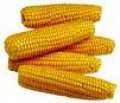 Maize