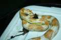 Serpentes