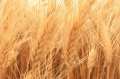 Wheat