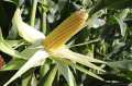 Maize