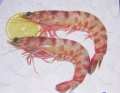 Shrimps