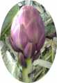 Artichoke