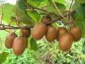 Mudas de kiwi