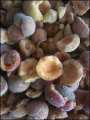 Marmellata di albicocca