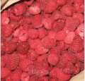 Lampone fruttante continuamente