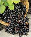 Ribes secco