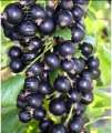 Ribes nero