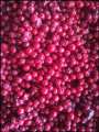 Ribes rosso